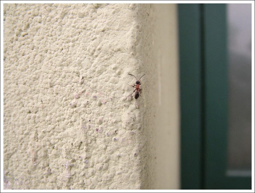 Tiphiidae?